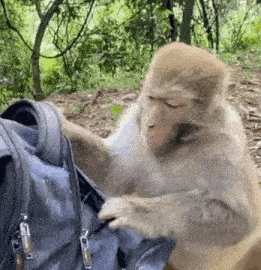 A monkey running off with something that is not his